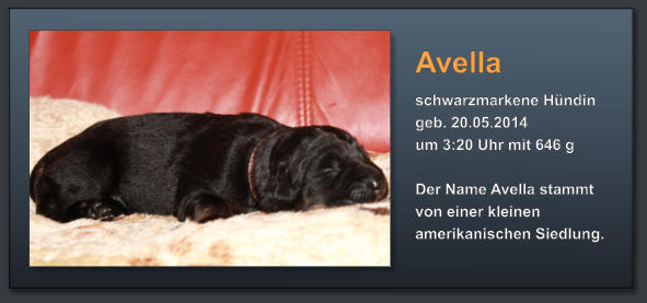 Avella schwarzmarkene Hündin geb. 20.05.2014  um 3:20 Uhr mit 646 g  Der Name Avella stammt von einer kleinen amerikanischen Siedlung.