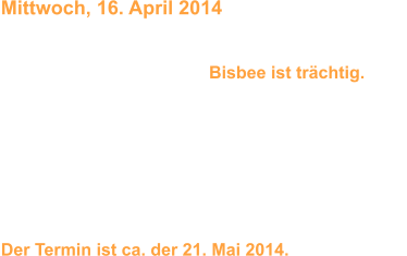 Mittwoch, 16. April 2014 Der Besuch beim Tierarzt brachte Licht ins Dunkel und die Bestätigung.        - Bisbee ist trächtig. -   Der Tierarzt konnte einiges an Gewusel sehen, aber eine genaue Anzahl ist natürlich noch nicht erkennbar. Wir lassen uns überraschen was am Ende rauskommt.  Die Vorbereitungen für unseren A-Wurf können also weiter gehen. Der Termin ist ca. der 21. Mai 2014.