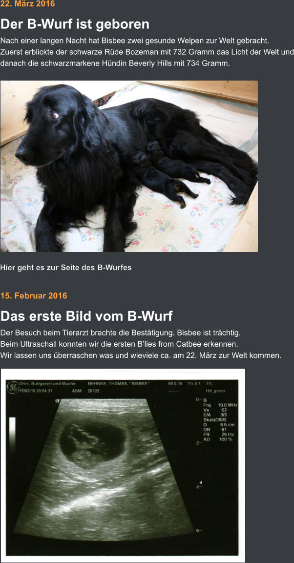 15. Februar 2016 Das erste Bild vom B-Wurf  Der Besuch beim Tierarzt brachte die Bestätigung. Bisbee ist trächtig. Beim Ultraschall konnten wir die ersten B’lies from Catbee erkennen. Wir lassen uns überraschen was und wieviele ca. am 22. März zur Welt kommen.      22. März 2016 Der B-Wurf ist geboren Nach einer langen Nacht hat Bisbee zwei gesunde Welpen zur Welt gebracht. Zuerst erblickte der schwarze Rüde Bozeman mit 732 Gramm das Licht der Welt und danach die schwarzmarkene Hündin Beverly Hills mit 734 Gramm.      Hier geht es zur Seite des B-Wurfes