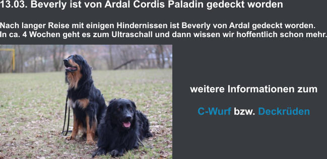 13.03. Beverly ist von Ardal Cordis Paladin gedeckt wordenNach langer Reise mit einigen Hindernissen ist Beverly von Ardal gedeckt worden. In ca. 4 Wochen geht es zum Ultraschall und dann wissen wir hoffentlich schon mehr.  weitere Informationen zum  C-Wurf bzw. Deckrüden