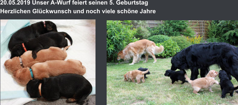 20.05.2019 Unser A-Wurf feiert seinen 5. Geburtstag Herzlichen Glückwunsch und noch viele schöne Jahre