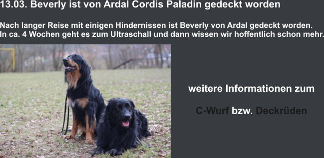 13.03. Beverly ist von Ardal Cordis Paladin gedeckt wordenNach langer Reise mit einigen Hindernissen ist Beverly von Ardal gedeckt worden. In ca. 4 Wochen geht es zum Ultraschall und dann wissen wir hoffentlich schon mehr.  weitere Informationen zum  C-Wurf bzw. Deckrüden