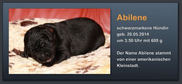 Abilene schwarzmarkene Hündin geb. 20.05.2014  um 3:50 Uhr mit 608 g  Der Name Abilene stammt von einer amerikanischen Kleinstadt.