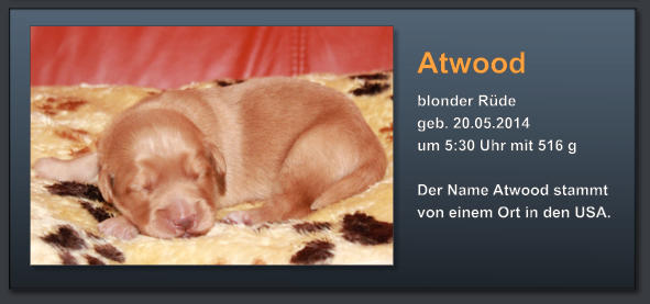 Atwood blonder Rüde geb. 20.05.2014  um 5:30 Uhr mit 516 g  Der Name Atwood stammt von einem Ort in den USA.