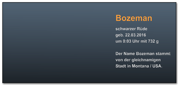 Bozeman schwarzer Rüde geb. 22.03.2016  um 0:03 Uhr mit 732 g  Der Name Bozeman stammt von der gleichnamigen Stadt in Montana / USA.