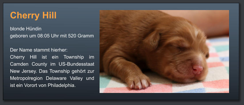 Cherry Hill blonde Hündin geboren um 08:05 Uhr mit 520 Gramm  Der Name stammt hierher:Cherry Hill ist ein Township im Camden County im US-Bundesstaat New Jersey. Das Township gehört zur Metropolregion Delaware Valley und ist ein Vorort von Philadelphia.