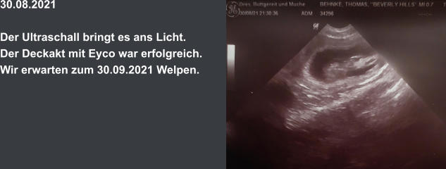 30.08.2021  Der Ultraschall bringt es ans Licht. Der Deckakt mit Eyco war erfolgreich.  Wir erwarten zum 30.09.2021 Welpen.